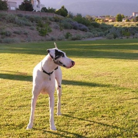 Great Dane