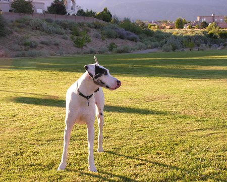 Great Dane - spotted, dogs, animals, great dane