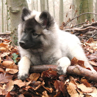 Keeshond Puppy