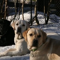 Three Labs