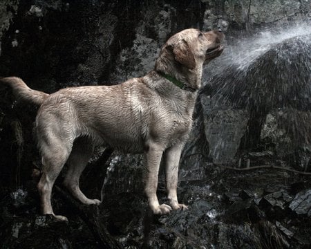 Water, Please! - yellow labrador, water, dogs, hose, muddy, rocks, animals