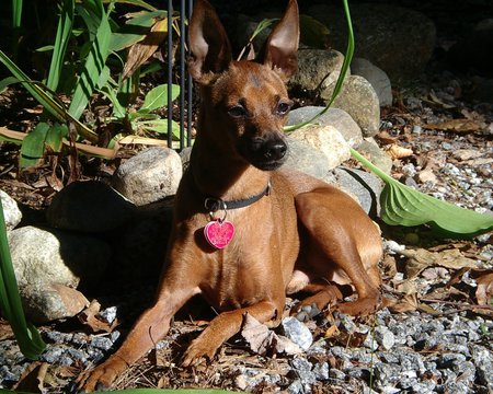 Min Pin - dogs, brown, cute, miniature pinscher, min pin, mini, animals