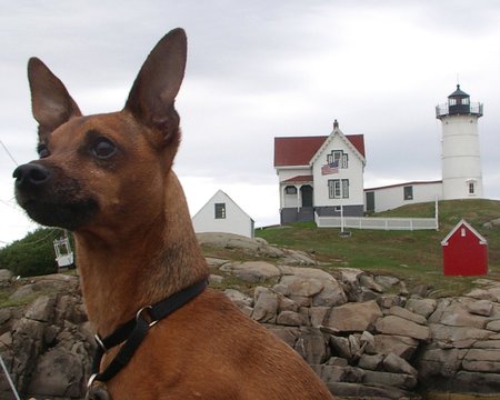 What Was That? - dogs, brown, cute, miniature pinscher, min pin, mini, animals