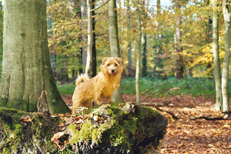 Hey This Is My Place! - sunlight, dogs, cute, little, norfolk terrier, forest, animals