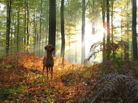 Rhodesian Ridgeback - brown, fall, sunlight, woods, animals, leaves, dogs, rhodesian ridgeback