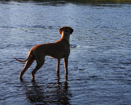 Staring At the Water - brown, lake, animals, water, dogs, rhodesian ridgeback