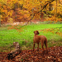 Fall Rhodesian Ridgeback