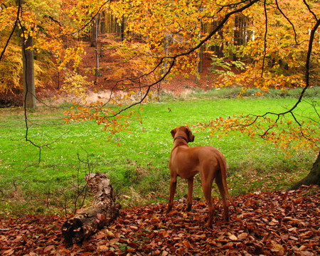 Fall Rhodesian Ridgeback - fall, animals, rhodesian ridgeback, leaves, grass, brown, dogs, sunlight, woods