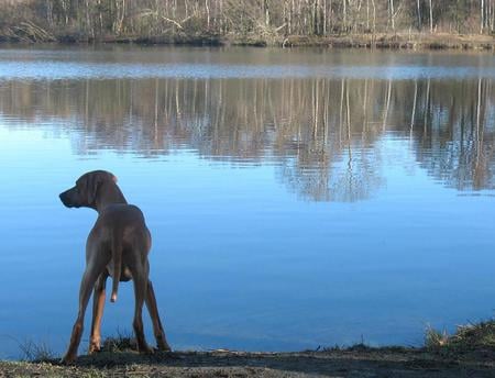 Looking at Something - brown, lake, animals, water, dogs, rhodesian ridgeback