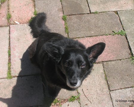 Can You Take Me Out On A Walk? - begging, puppy, schipperke, animals, dogs, black