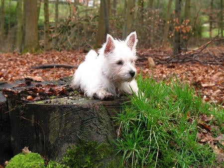 King of the Stump - white, dogs, cesar dog, tree stump, weeds, west highland terrier, forest, animals