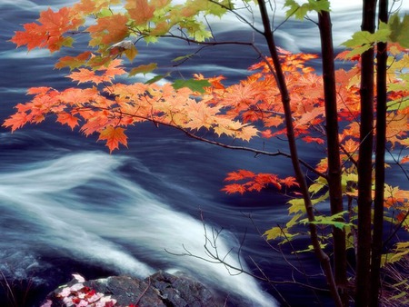 nature in autumn - river, trees, nature, autumn