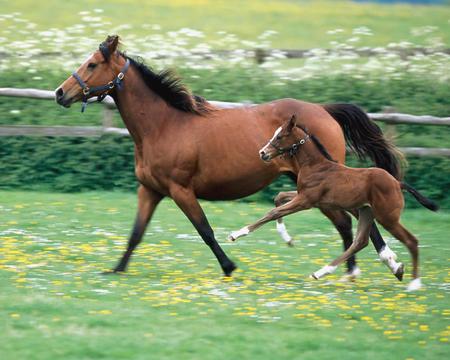 Mommy and Baby  - mommy, horses, baby, animals