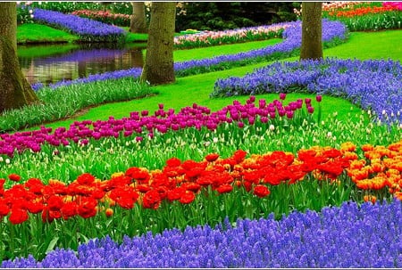 Beautiful Flowers - flowers, beautiful, colors, picture