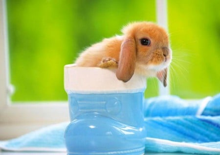 Little Bunny - picture, little bunny, beautiful