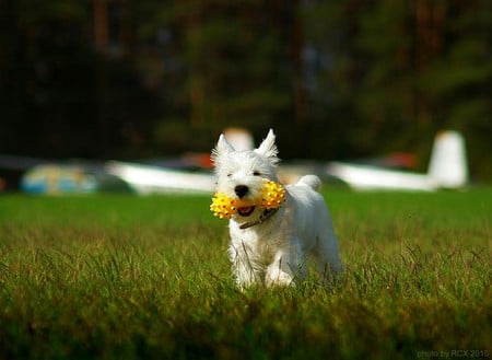 White Dog - picture, white dog, beautiful