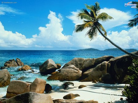 What A View! - ocean, palm tree, rocks