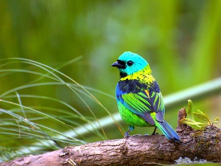 Colorfull Bird - colorfull, picture, bird, beautiful