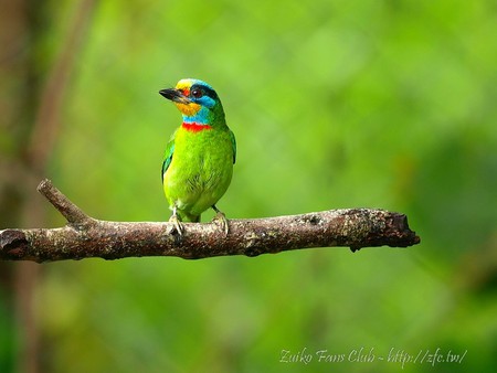 Little Bird  - beautiful, picture, little bird