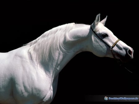 Arabian Stallion - horse