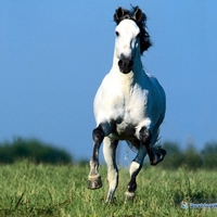 andalusian stallion