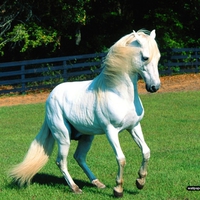 andalusian stallion