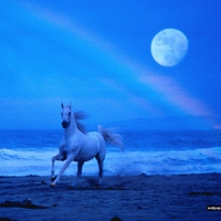 moonlight arabian stallion