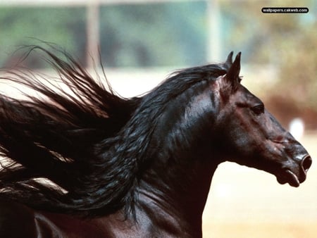 Midnight Friesian - horse