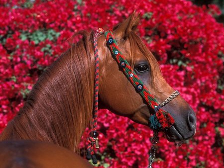 Arabian Stallion - horses plants, dubai, nature, brown, horse, red, animal, flowers, stallion, arabian, flower