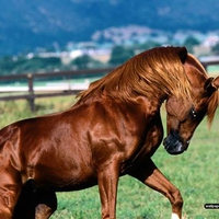  Arabian Stallion