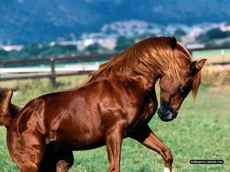  Arabian Stallion - horse