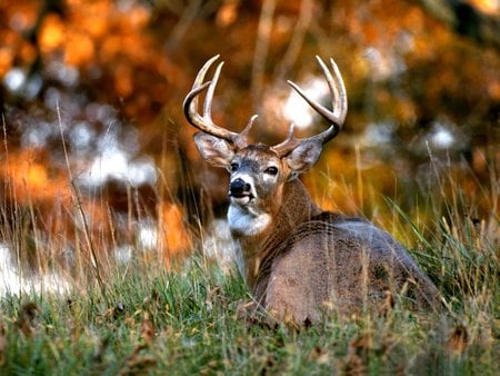 Deer  - nature, deer, photo, animals