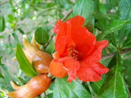 Granada - flores, trees, fruits, flowers, granada, arboles