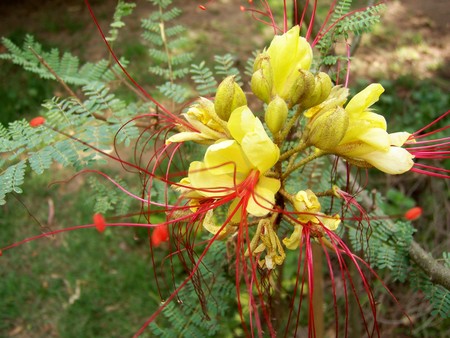 Lagaña de perro - flowers, cordoba, flores