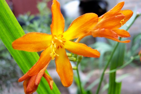 Gramínea - flowers, verano, summer, flores