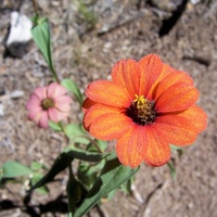 Flor de campo