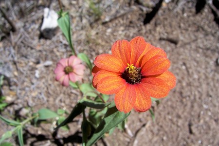 Flor de campo - flowers, country, flores, campo