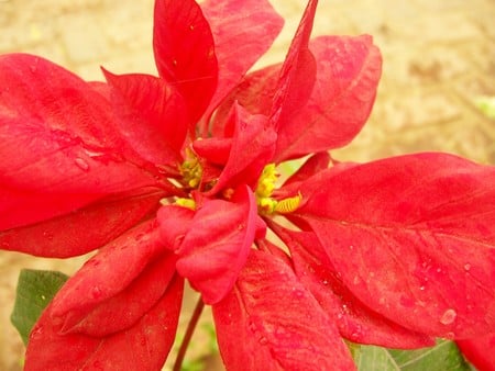 Estrella federal - federal star, flores, flowers, estrella federal