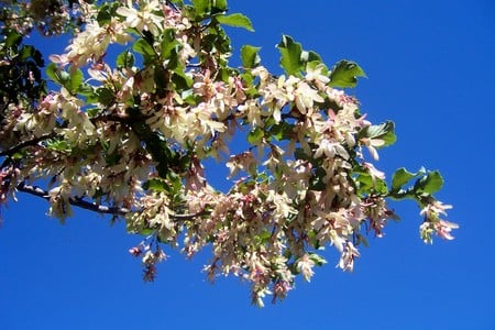 Manzano de campo - flores, flowers, trees, arboles