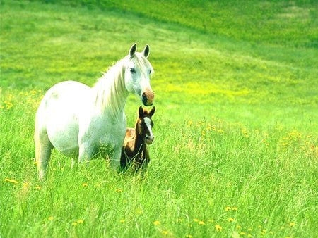 Cavalos - animal, horse