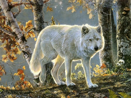 White Wolf - animal, wolf, lobo