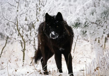 Black Wolf - lobo, black, animal, wolf