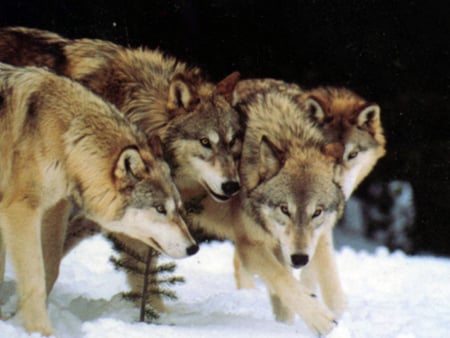 Four wolves - animal, wolves, lobos