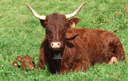 Cow witth Calves (WDS) - widescreen, cow, calves, alp, wds, animals, cows