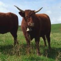 Cows in September at the Alp