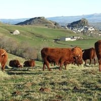 Cow in November on the Alp