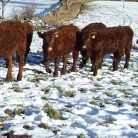 Cow in December on the Alp (WDS)