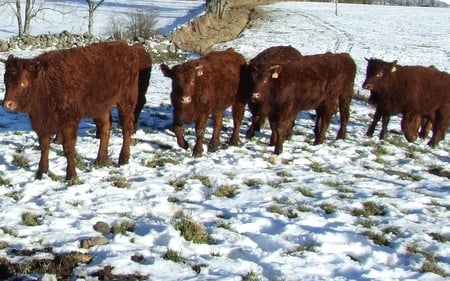 Cow in December on the Alp (WDS) - alp, cows, cow, wds, animals, widescreen