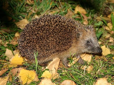 Hedgehog - photgraphy, grass, hedgehog