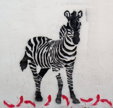 Zebra - stencil, graffiti, zebra, art